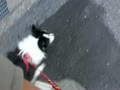 レイのお散歩。