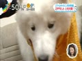 ZIP！スマイルキャラバン～in年末特別編～ダイスケ