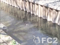 善福寺川の水鳥.mp4